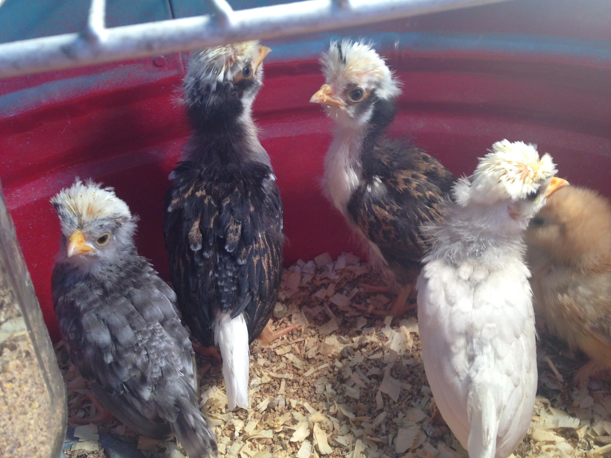 A group of Victoria’s Amazing Pets