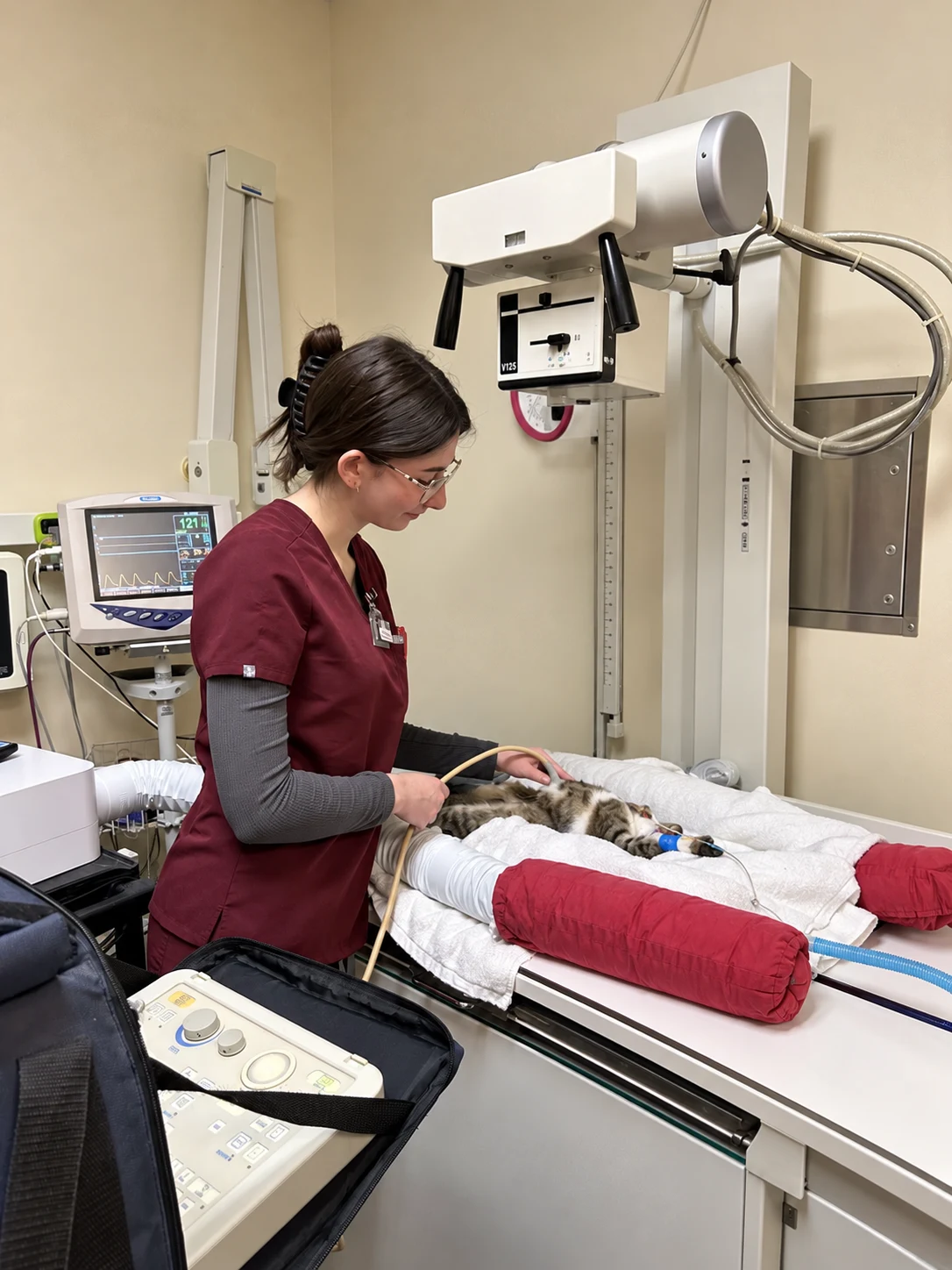 Victoria working hands-on with a cat in a veterinary setting
