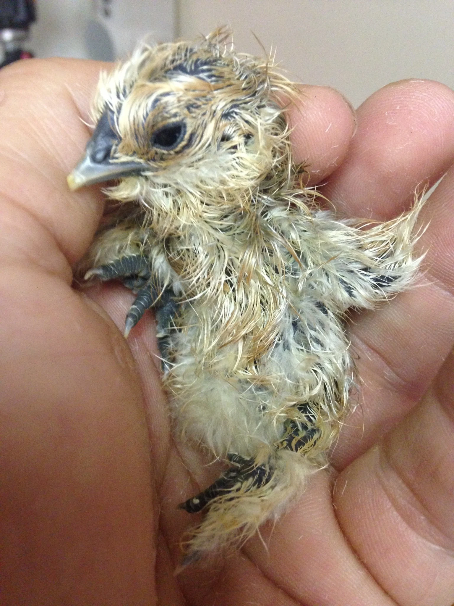 A newly hatched chick